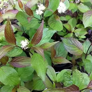 Cornus alba 'Kesselringii' 6L - image 1