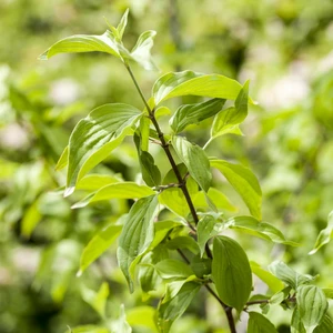 Cornus mas 12L - image 1