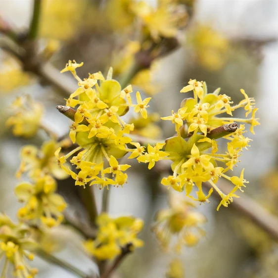 Cornus mas 12L - image 2