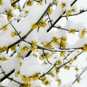 Cornus mas 'Golden Glory' 12L - image 1