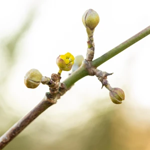 Cornus mas 'Golden Glory' 12L - image 2