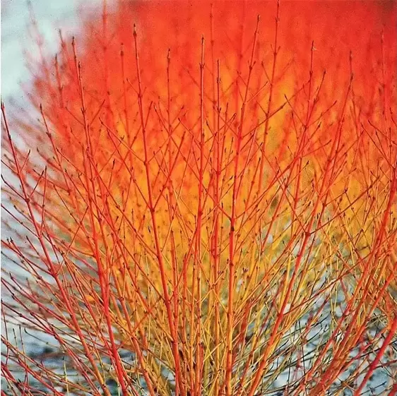 Cornus sanguinea 'Midwinter Fire' 6L