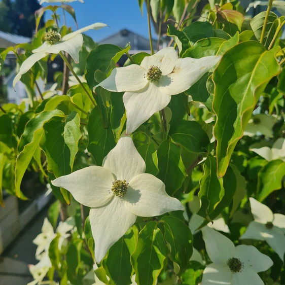 Cornus kousa 'Milky Way' 3L