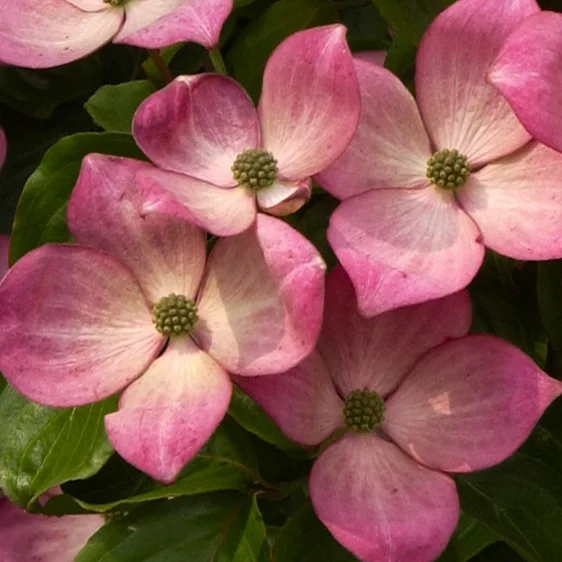 Cornus kousa 'Miss Satomi' 12L 100-120cm