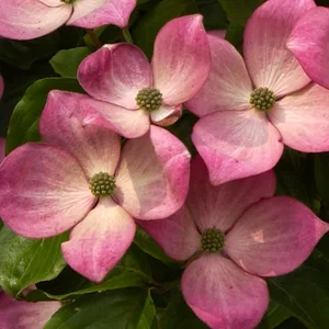 Cornus kousa 'Miss Satomi' 12L 100-120cm