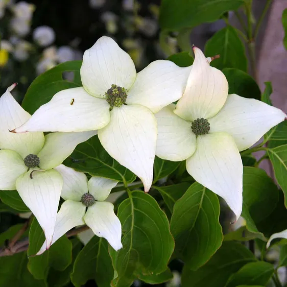 Cornus kousa 'Schmetterling' 4L