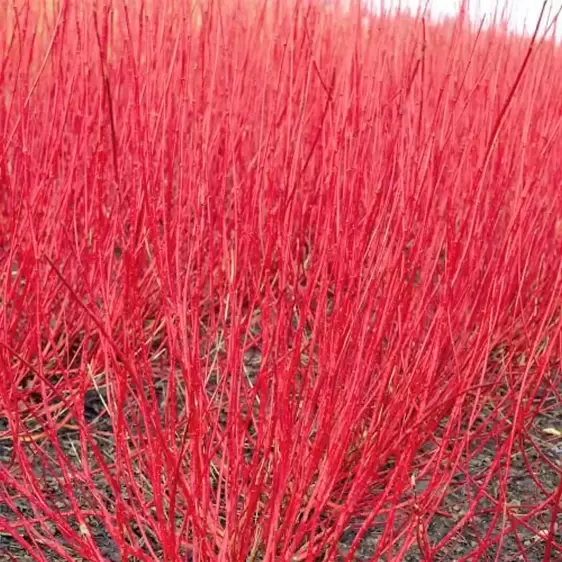 Cornus alba 'Sibirica' 12L
