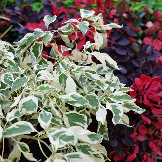 Cornus alba 'Sibirica Variegata' 4.6L