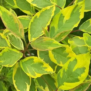 Cornus alba 'Spaethii'