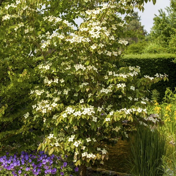 Cornus kousa 'Teutonia' - image 2