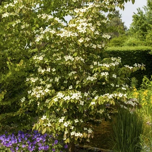 Cornus kousa 'Teutonia' - image 2