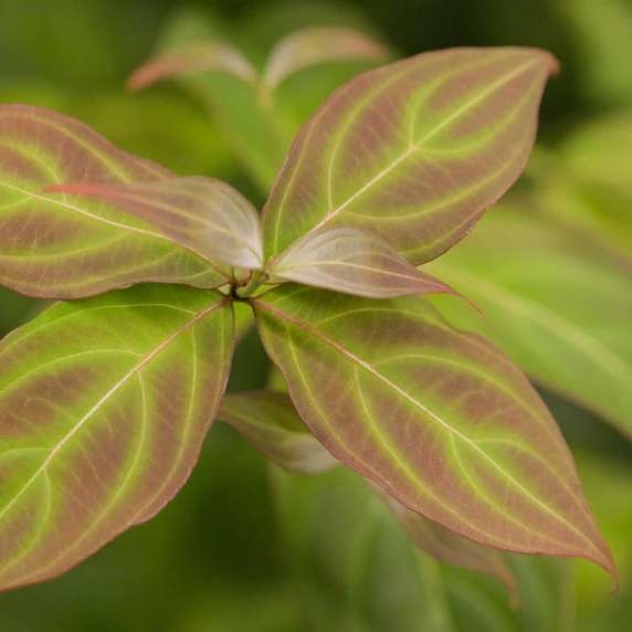 Cornus kousa 'Teutonia' - image 3