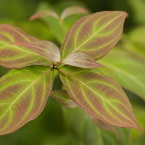 Cornus kousa 'Teutonia' - image 3