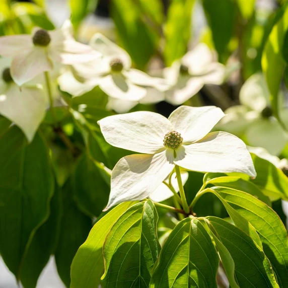 Cornus kousa 'Teutonia' - image 1