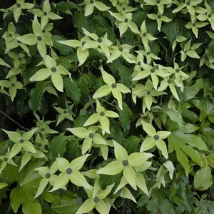 Cornus kousa 'Weisse Fontaine' - image 1