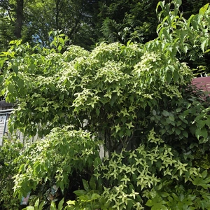 Cornus kousa 'Weisse Fontaine' - image 2