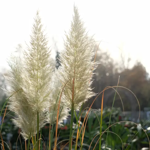 Cortaderia selloana 'Citaro'