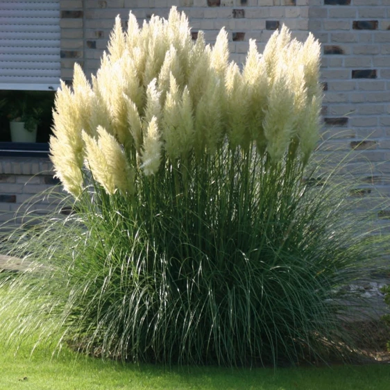 Cortaderia selloana 'Evita' 3L - image 1