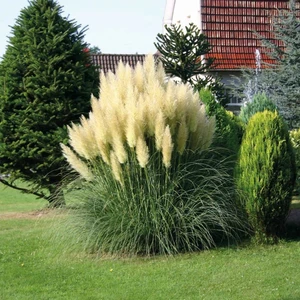 Cortaderia selloana 'Evita' 3L - image 2