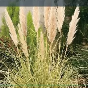 Cortaderia selloana 'Gold Minipampas'