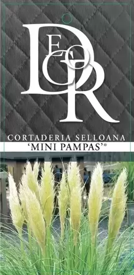Cortaderia selloana 'Mini Pampas' 2L - image 3