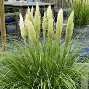 Cortaderia selloana 'Mini Pampas' 2L - image 1