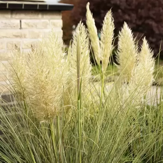 Cortaderia selloana 'Mini Silverpampas' 2L - image 1