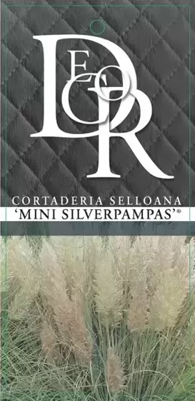 Cortaderia selloana 'Mini Silverpampas' 2L - image 3