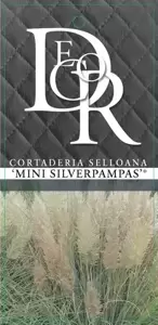 Cortaderia selloana 'Mini Silverpampas' 2L - image 3