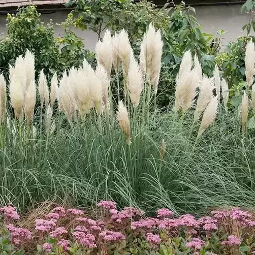 Cortaderia selloana 'Pumila' 5L