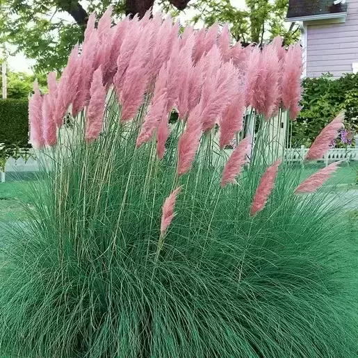 Cortaderia selloana 'Rosea' 2L - image 1