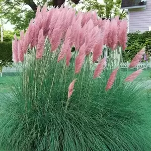 Cortaderia selloana 'Rosea' 2L - image 1