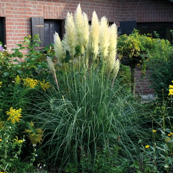 Cortaderia selloana 'Senior' 5L