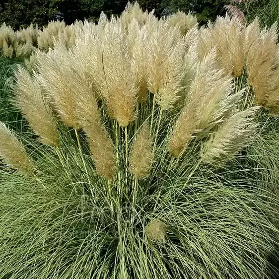 Cortaderia selloana 'Splendid Star' 2L - image 1