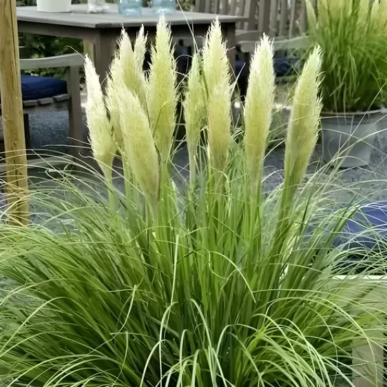 Cortaderia selloana 'Tiny Pampa'