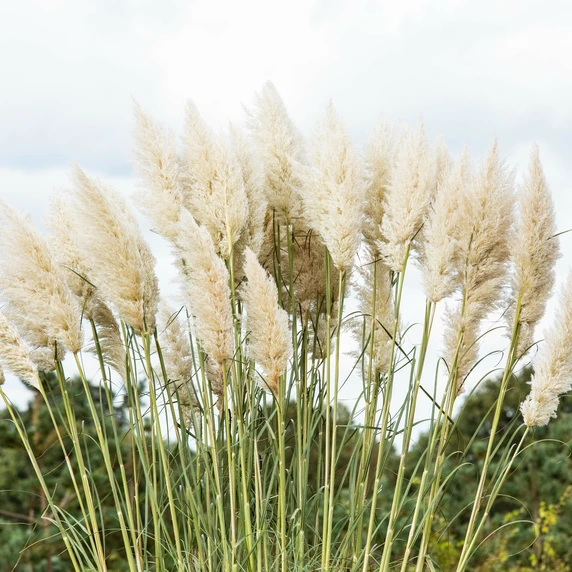 Cortaderia selloana 'White Feather'
