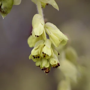 Corylopsis pauciflora