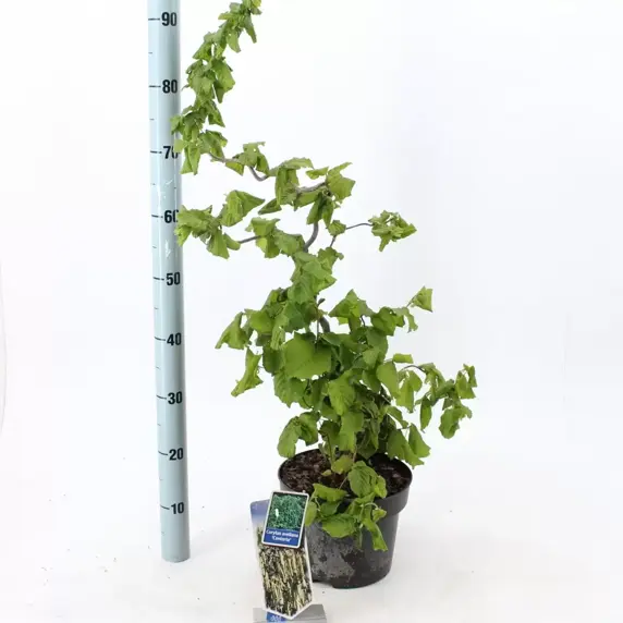 Corylus avellana 'Contorta' 4L - image 3
