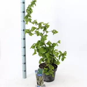 Corylus avellana 'Contorta' 4L - image 3