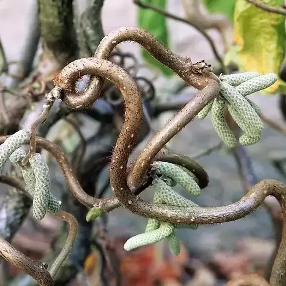 Corylus avellana 'Contorta' 4L - image 1
