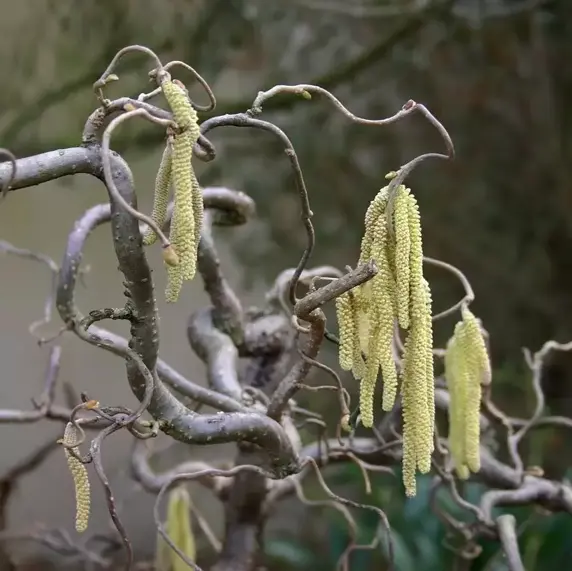 Corylus avellana 'Contorta' 4L - image 2