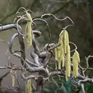 Corylus avellana 'Contorta' 4L - image 2