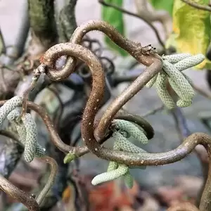 Corylus avellana 'Contorta' - image 1