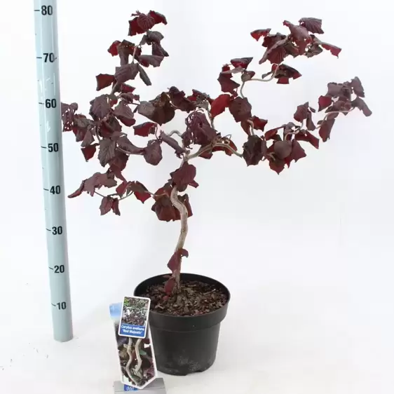 Corylus avellana 'Red Majestic' - image 2