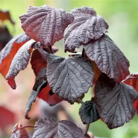 Corylus avellana 'Red Majestic' - image 1