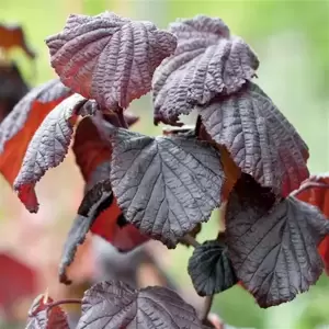 Corylus avellana 'Red Majestic' - image 1