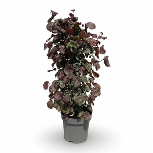 Corylus avellana 'Red Majestic' 27L - image 2