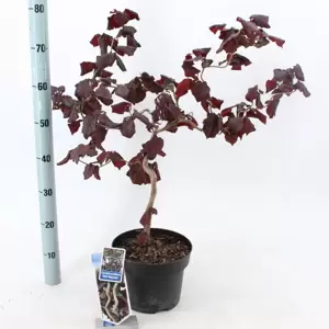 Corylus avellana 'Red Majestic' 12L - image 2