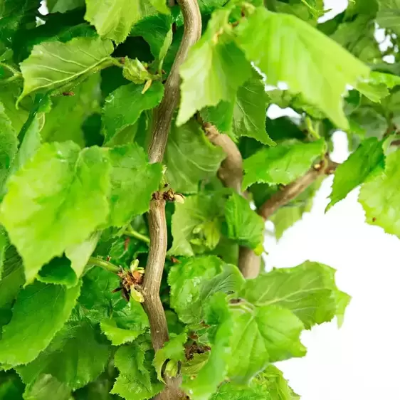 Corylus avellana 'Scooter' - image 2