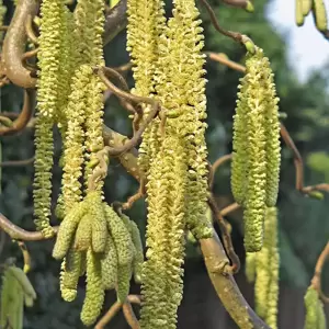 Corylus avellana 'Scooter' - image 2